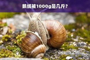 鹅绒被1000g是几斤？