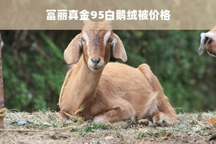 富丽真金95白鹅绒被价格