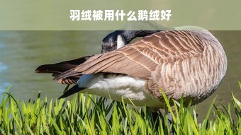 羽绒被用什么鹅绒好