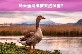 冬天盖鹅绒被要选多重？