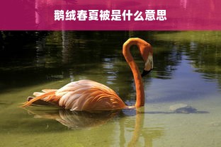 鹅绒春夏被是什么意思