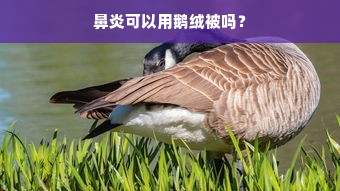 鼻炎可以用鹅绒被吗？