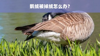 鹅绒被掉绒怎么办？