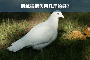 鹅绒被宿舍用几斤的好？