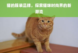 猫的服装品牌，探索猫咪时尚界的新潮流