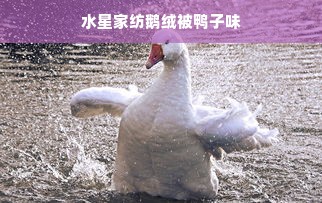 水星家纺鹅绒被鸭子味