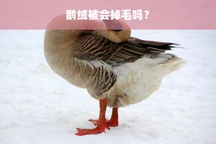 鹅绒被会掉毛吗？