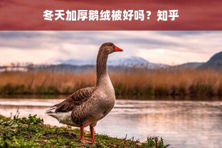 冬天加厚鹅绒被好吗？知乎