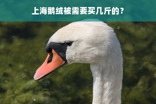 上海鹅绒被需要买几斤的？