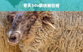 冬天50s鹅绒被价格