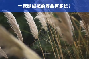 一床鹅绒被的寿命有多长？