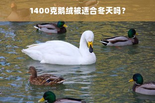 1400克鹅绒被适合冬天吗？