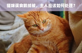 猫咪误食鹅绒被，主人应该如何处理？