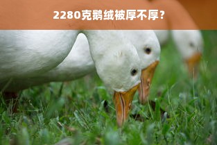 2280克鹅绒被厚不厚？