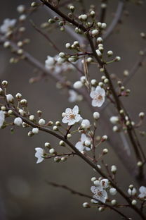 花开富贵鹅绒被怎么样？