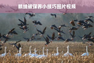 鹅绒被保养小技巧图片视频