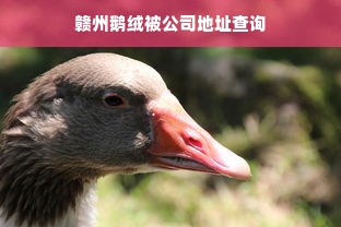 赣州鹅绒被公司地址查询