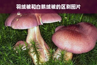 羽绒被和白鹅绒被的区别图片