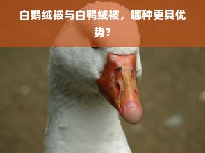 白鹅绒被与白鸭绒被，哪种更具优势？