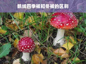 鹅绒四季被和冬被的区别