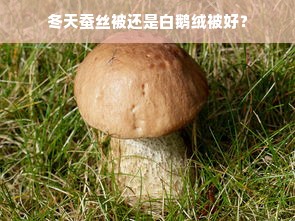 冬天蚕丝被还是白鹅绒被好？