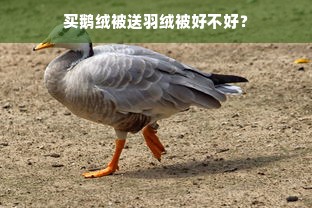 买鹅绒被送羽绒被好不好？