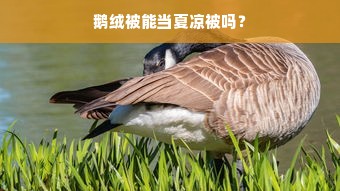 鹅绒被能当夏凉被吗？