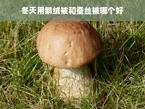 冬天用鹅绒被和蚕丝被哪个好