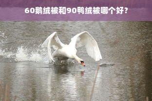 60鹅绒被和90鸭绒被哪个好？