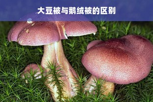 大豆被与鹅绒被的区别