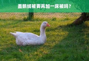 盖鹅绒被要再加一床被吗？