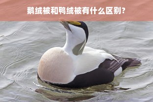 鹅绒被和鸭绒被有什么区别？