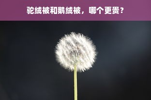 驼绒被和鹅绒被，哪个更贵？