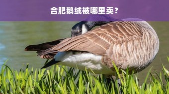 合肥鹅绒被哪里卖？