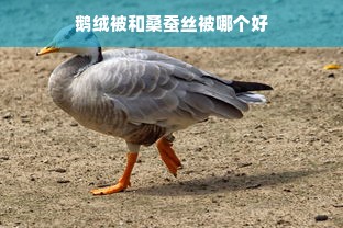 鹅绒被和桑蚕丝被哪个好