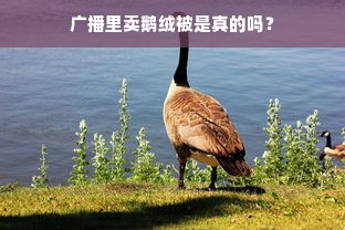 广播里卖鹅绒被是真的吗？