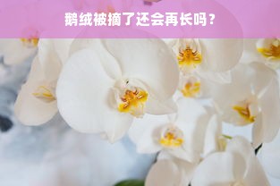 鹅绒被摘了还会再长吗？