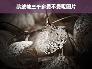 鹅绒被三千多贵不贵呢图片