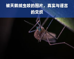 被天鹅绒虫咬的图片，真实与谣言的交织