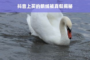 抖音上买的鹅绒被真假揭秘