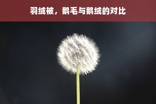 羽绒被，鹅毛与鹅绒的对比