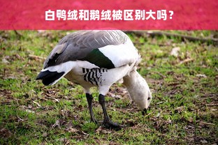 白鸭绒和鹅绒被区别大吗？