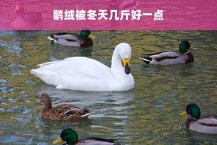 鹅绒被冬天几斤好一点