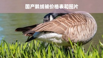 国产鹅绒被价格表和图片