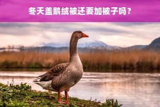 冬天盖鹅绒被还要加被子吗？