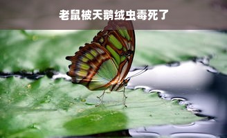 老鼠被天鹅绒虫毒死了