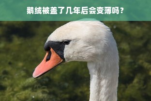 鹅绒被盖了几年后会变薄吗？