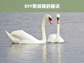 DIY鹅绒被的秘诀