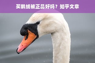 买鹅绒被正品好吗？知乎文章