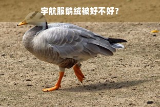 宇航服鹅绒被好不好？